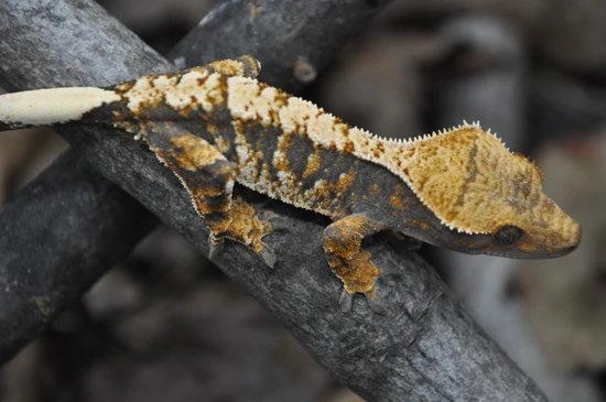 Tricolor Extreme - Crested Gecko