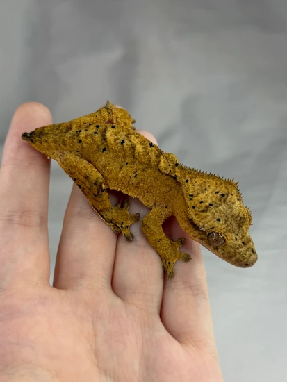 Super Dal - Crested Gecko