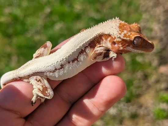 Red Based Sable Lilly - Crested Gecko