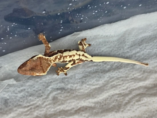 Possible Female Frappuccino - Crested Gecko