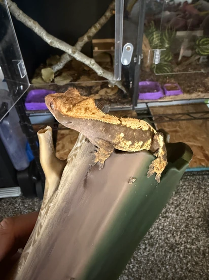 Tri Lilly Harlequin - Crested Gecko