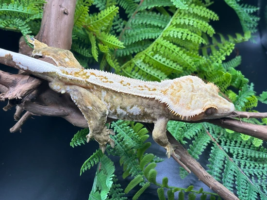 Yellow And White Pinstripe Male - Crested Gecko