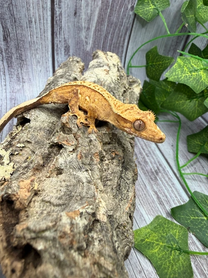 Unique Pinstripe Crested Gecko