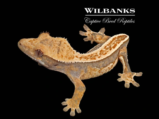 Flame Pinstripe Crested Gecko