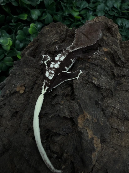 Axanthic Lilly White - Crested Gecko