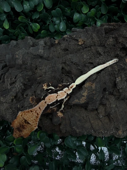 Lilly White Het Axanthic - Crested Gecko