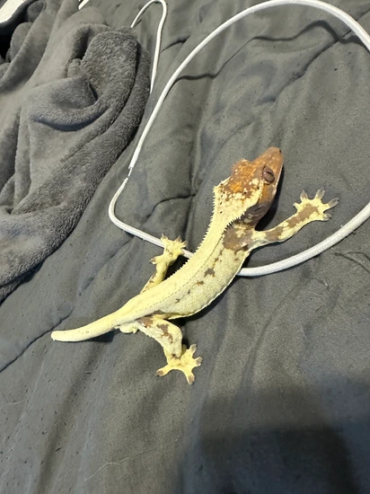 Frappuccino - Crested Gecko
