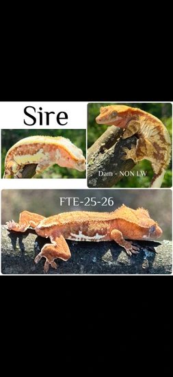 Insane Orange/red Liliy Poss Xxx With Incredible Lineage - Crested Gecko