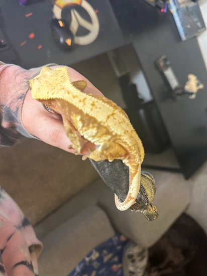 *FLOPPY TAIL* RED Based Tri-Color Harlequin - Crested Gecko