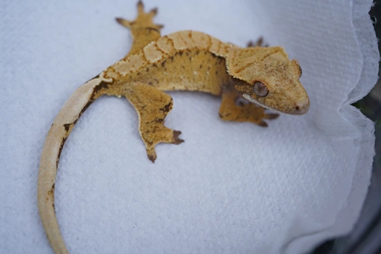 Dhalia X Gimme Dat - Crested Gecko