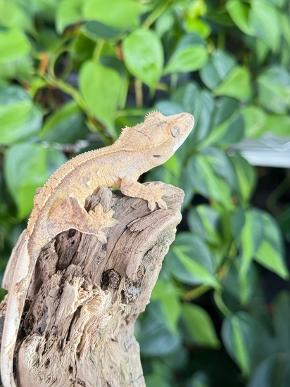 Pink Line Harley NPV - Crested Gecko