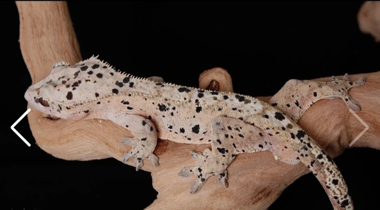 Ink Spot Super Dalmatian Male RTB - Crested Gecko