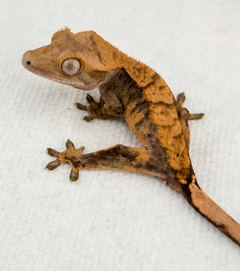 TIGN7--dark Harlequin With Orange - Crested Gecko
