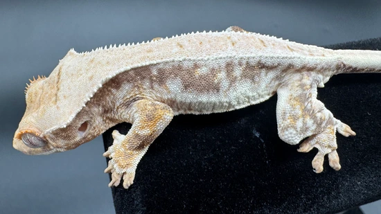 Lilly White - Crested Gecko