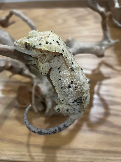 Female RTB Brindle Super Dalmatian W/ Oil Spots & Ink Spots - Crested Gecko