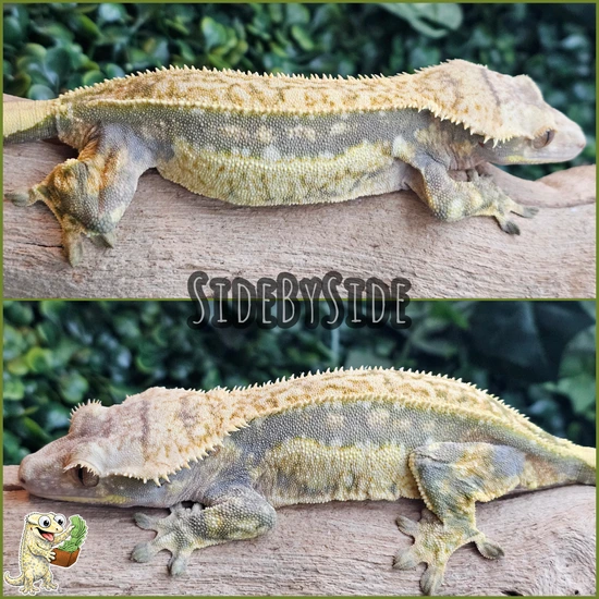Proven Drippy Quadstripe - Crested Gecko