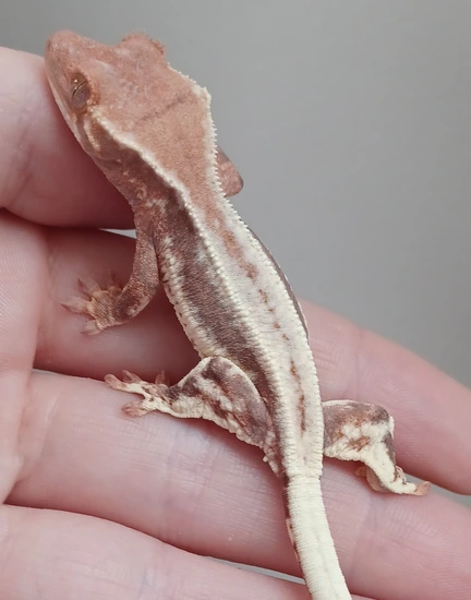 Clean High White Frappuccino - Crested Gecko
