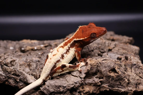 Frappuccino - Crested Gecko
