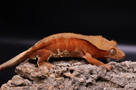 Phantom Red LW W/ Red Spots - Crested Gecko