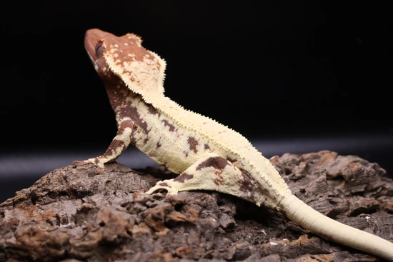 Frappuccino - Crested Gecko