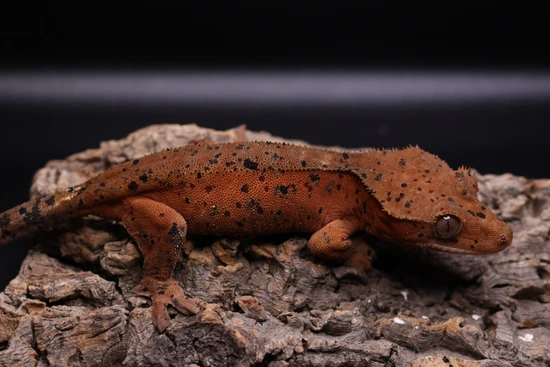 Red Super Dalmatian - Crested Gecko