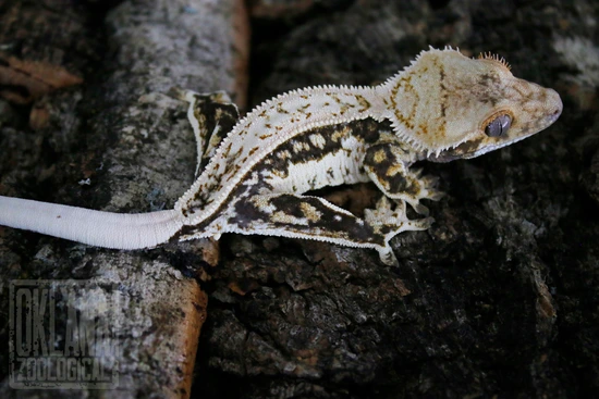 HOLDBACK RELEASE Fricken Hazerbeams X Tootenbacher - Unsexed - Crested Gecko