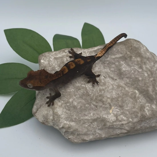 Screamer-Killer- Dark Flame - Crested Gecko