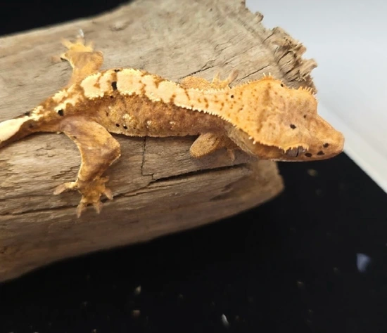 Galaxy - 100% Het Axanthic Yellow Harlequin Dalmatian - Crested Gecko