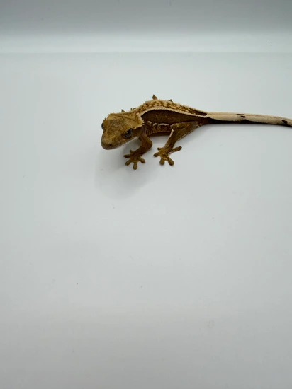 Red And Yellow Pinstripe - Crested Gecko