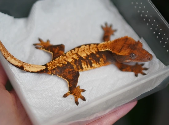 Extreme Harlequin - Crested Gecko