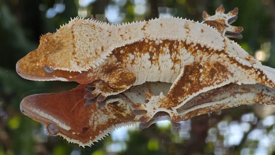 Cornerstone Red Non-lw - Crested Gecko