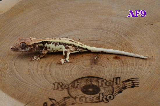 AF9 Frappuccino Het Axanthic - Crested Gecko