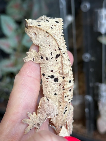 Ink Spot And Red Spot Super Dal Female Yellow Base - Crested Gecko