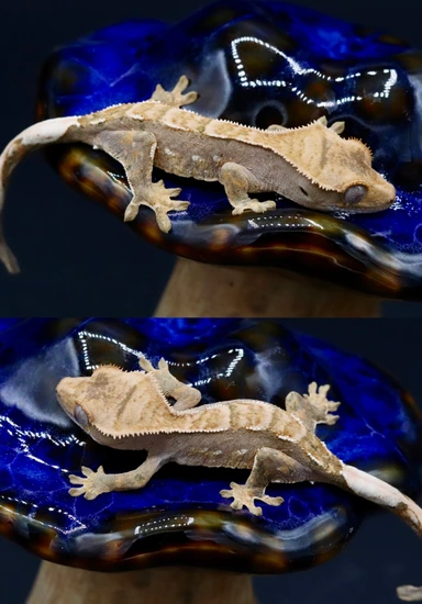 2025 NPV Tri-color Harlequin Dalmatian With Portholes - Crested Gecko