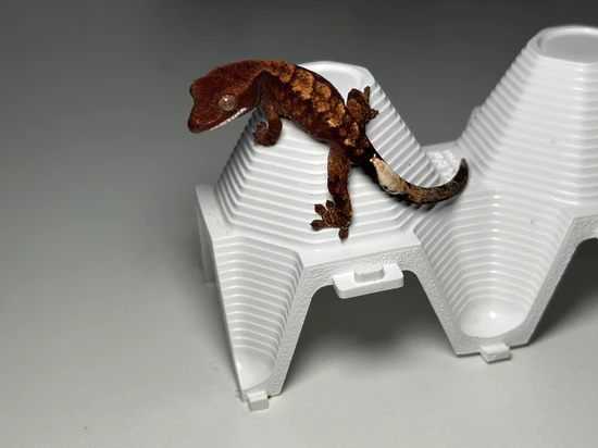 2026-03-27-Sable - Crested Gecko