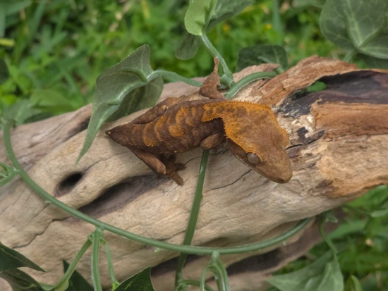 Dark Kid - Crested Gecko