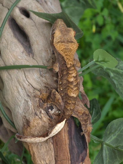 Tiger Kid - Crested Gecko