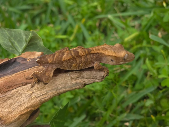 Dark Tiger Kid - Crested Gecko