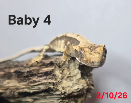 Partial Pin Drippy Harlequin With Dal Spots - Crested Gecko