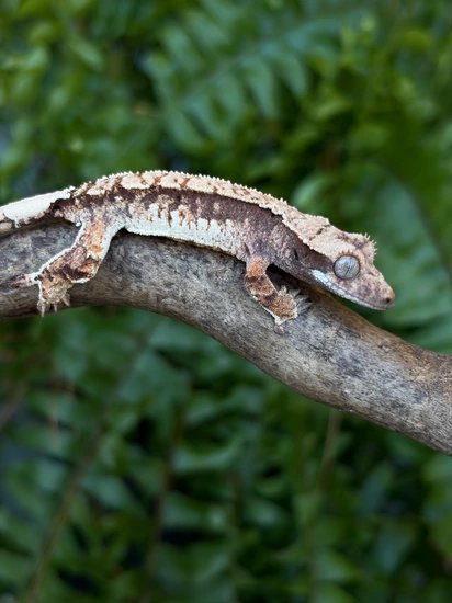 Mosaic Line Lavender NPV - Crested Gecko
