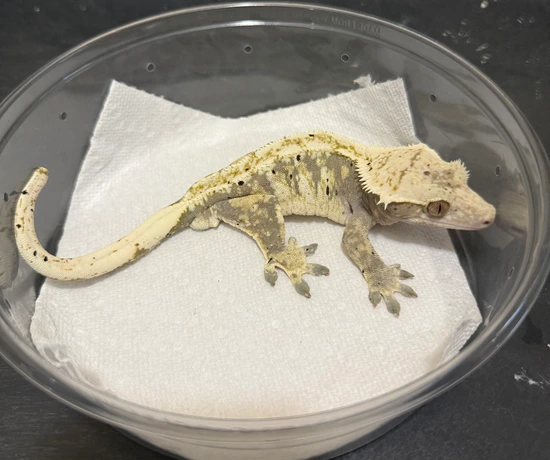 Tricolor Extreme Harlequin Dalmatian Het Phantom - Crested Gecko