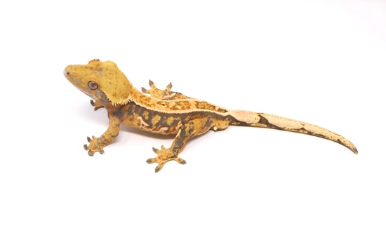 Lavender Tangerine Empty Back Soft Scale Male - Crested Gecko