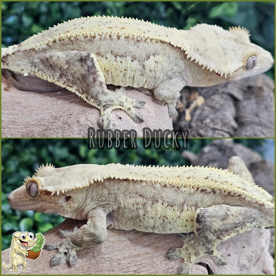Proven And RTB Yellow Quadstripe - Crested Gecko