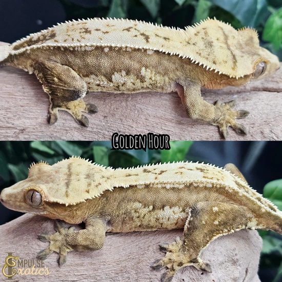 RTB Drippy Yellow Pinstripe - Crested Gecko