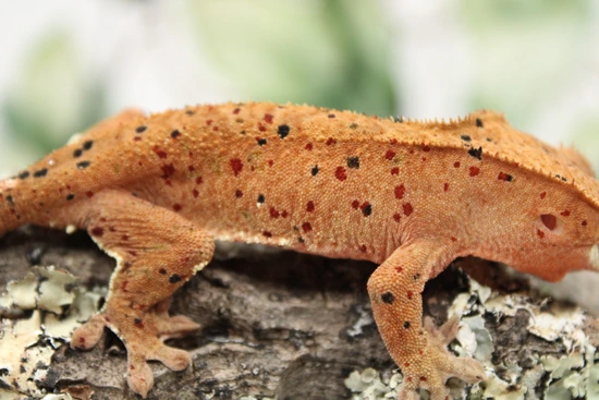 Holdback NPV: Rowena - Crikey! - Crested Gecko
