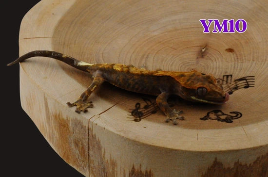 YM10 Cappuccino - Crested Gecko