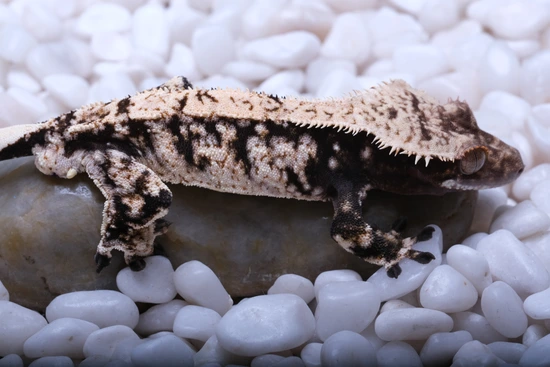 Dark Extreme Harlequin - Crested Gecko