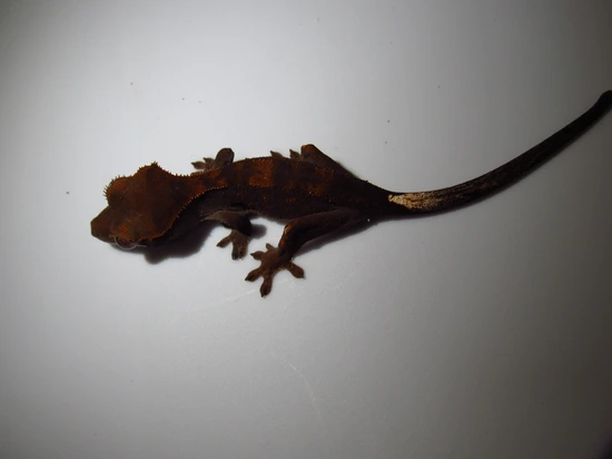 Halloween Cappuccino - Crested Gecko