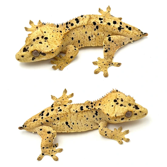 Yellow Super Dalmatian Crested Gecko
