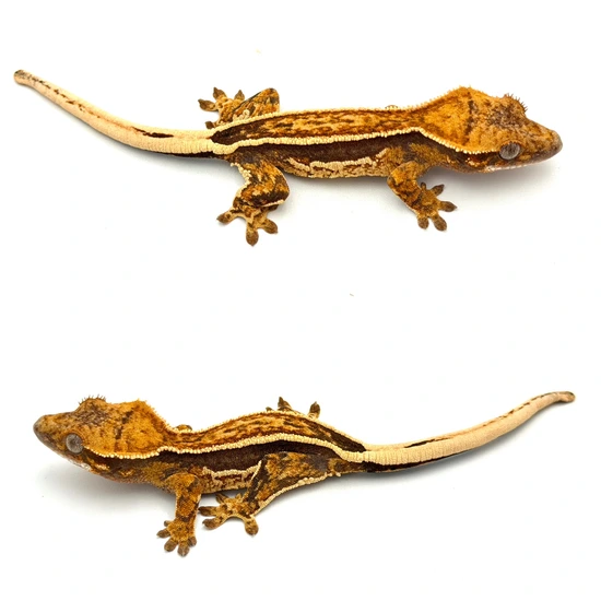 Tangerine Whiteout Crested Gecko